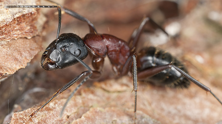 Pour se débarrasser des fourmis charpentières à la maison, il faut